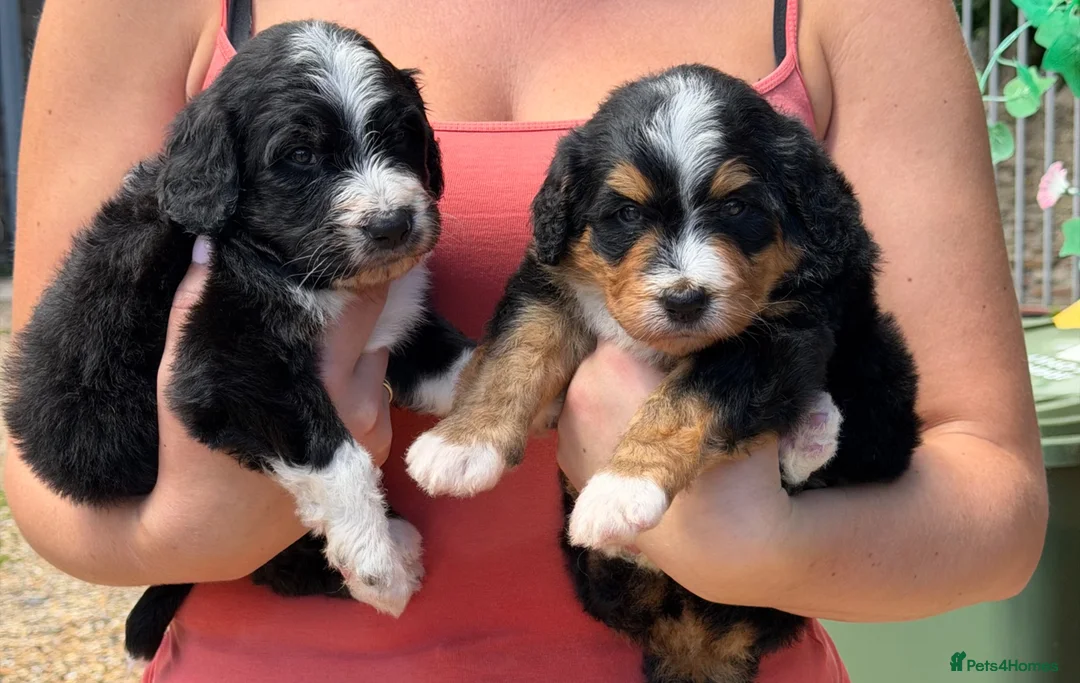 Bernedoodle dogs for sale: Bernadoodle pups homebred  - Advert 2