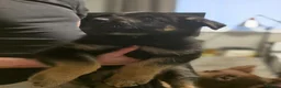 German Shepherd dogs for sale: Lovely litter of GSD puppies  - Advert 7
