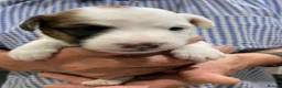 Jack Russell dogs for sale: 5 beautiful Jack Russell pups  in Whitchurch - Advert 7
