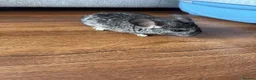 Chinchilla rodents for sale: Baby chinchillas - Advert 6
