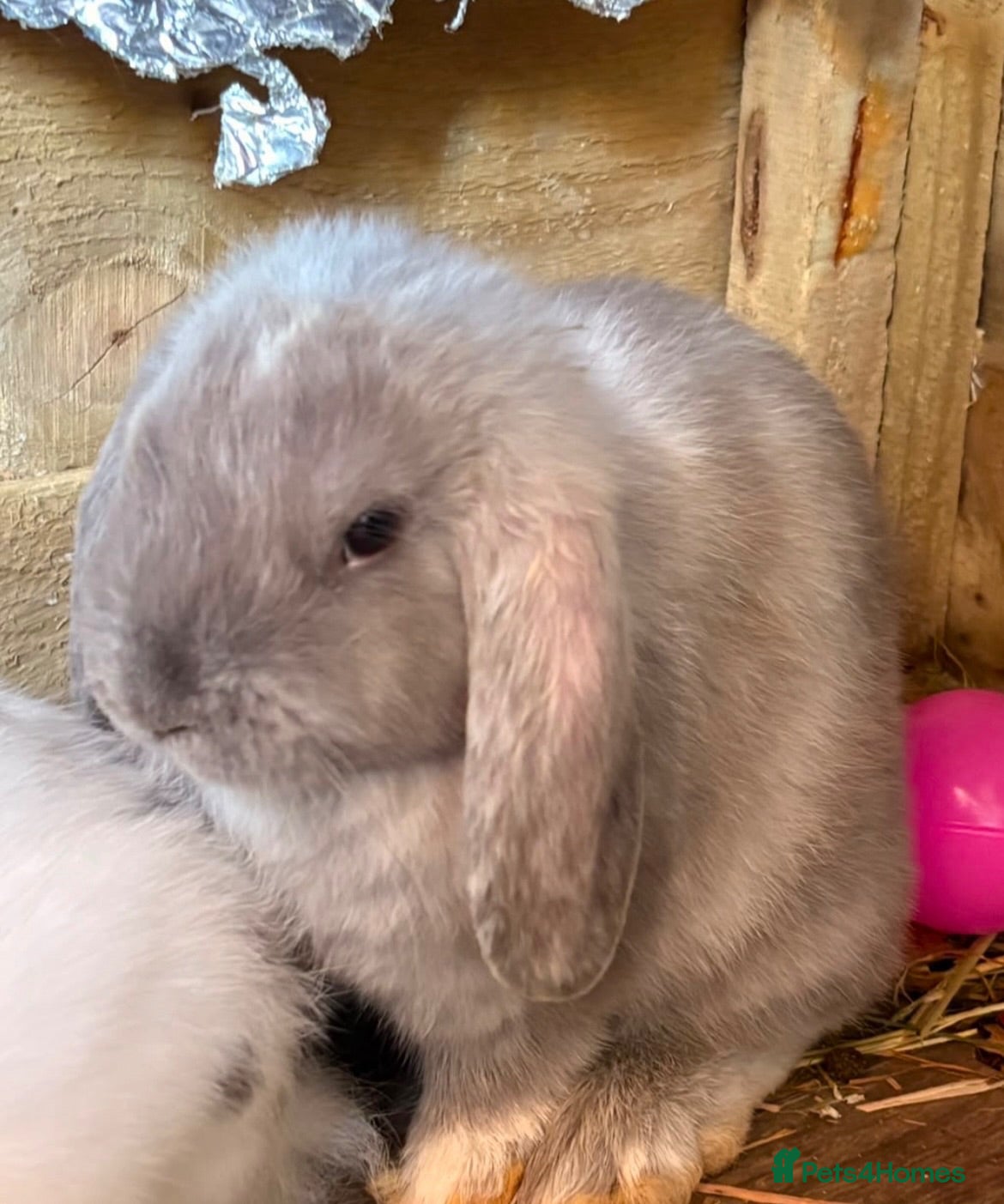 Mini Lop rabbits READY NOW for their forever home Lop eared Rabbits - Advert 1