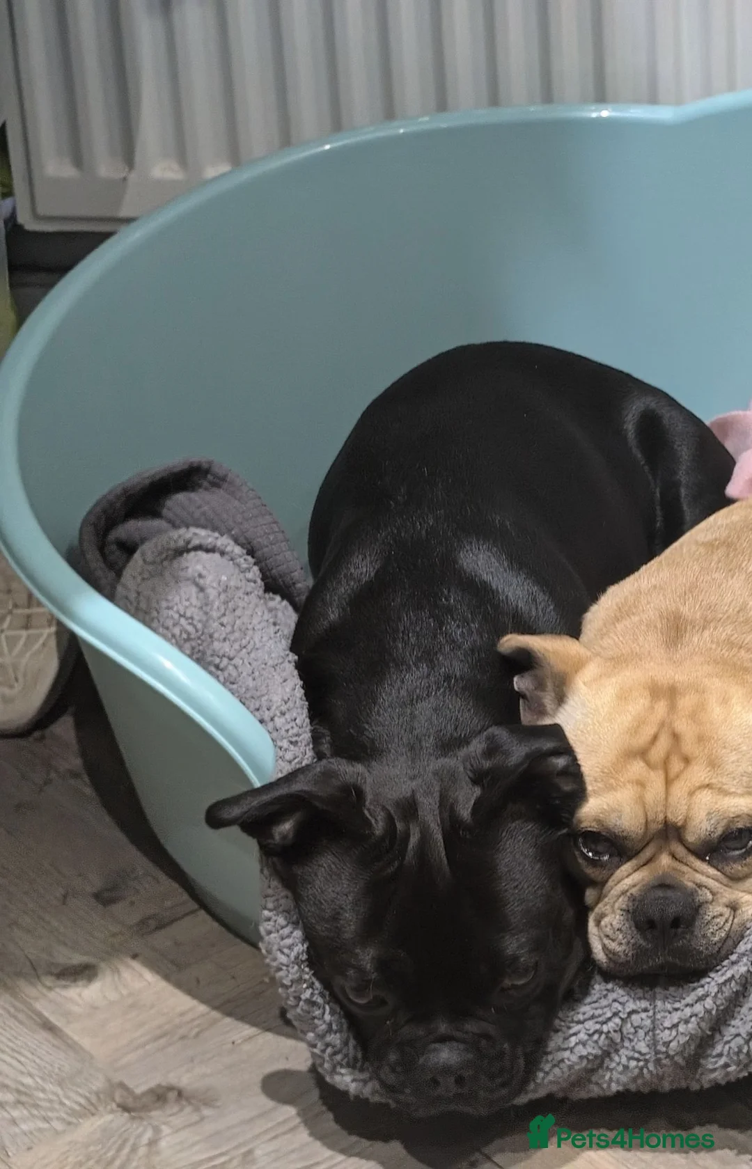Frug dogs for sale: 18 Month Old Male Frug for Rehoming - Advert 10