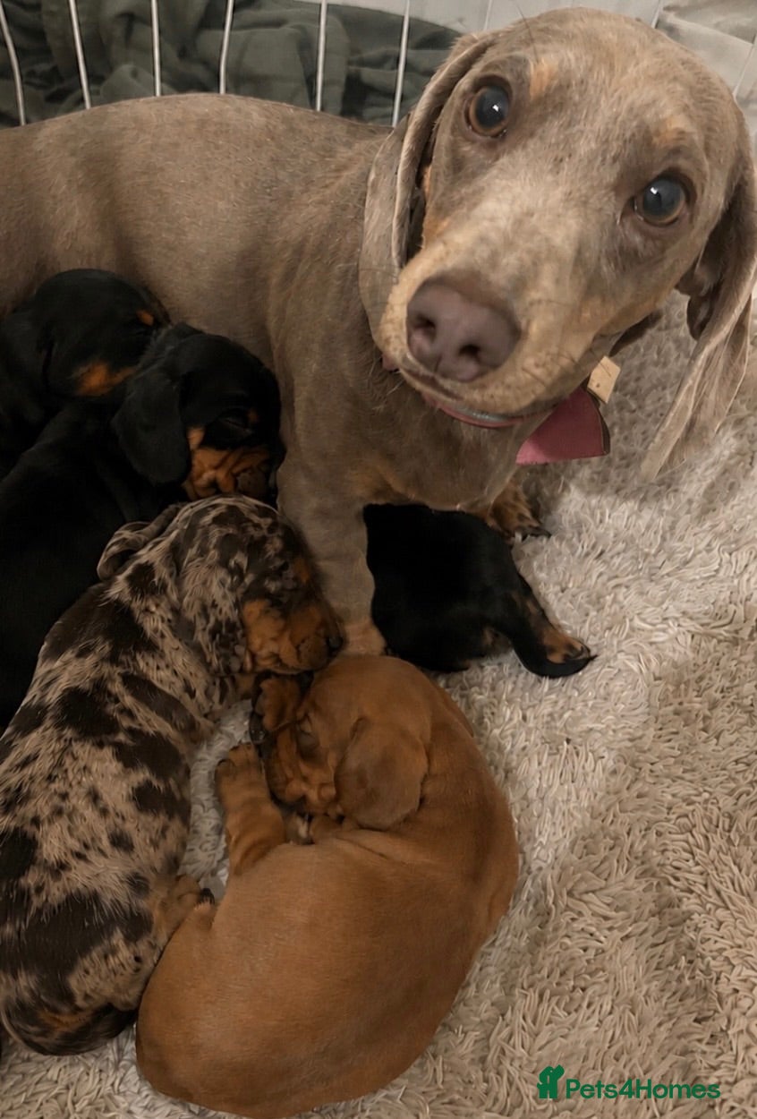 Miniature Dachshund dogs 5 Beautiful Miniature Dachshund Puppies For Sale - Advert 1