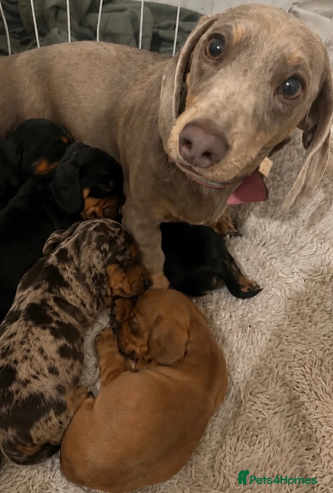 Miniature Dachshund dogs for sale: 5 Beautiful Miniature Dachshund Puppies For Sale - Advert 1