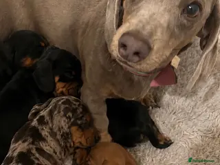 Miniature Dachshund dogs 5 Beautiful Miniature Dachshund Puppies For Sale - Advert 5