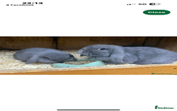 Mini Lop rabbits for sale: Stunning babies various ages vaccinated  - Advert 35