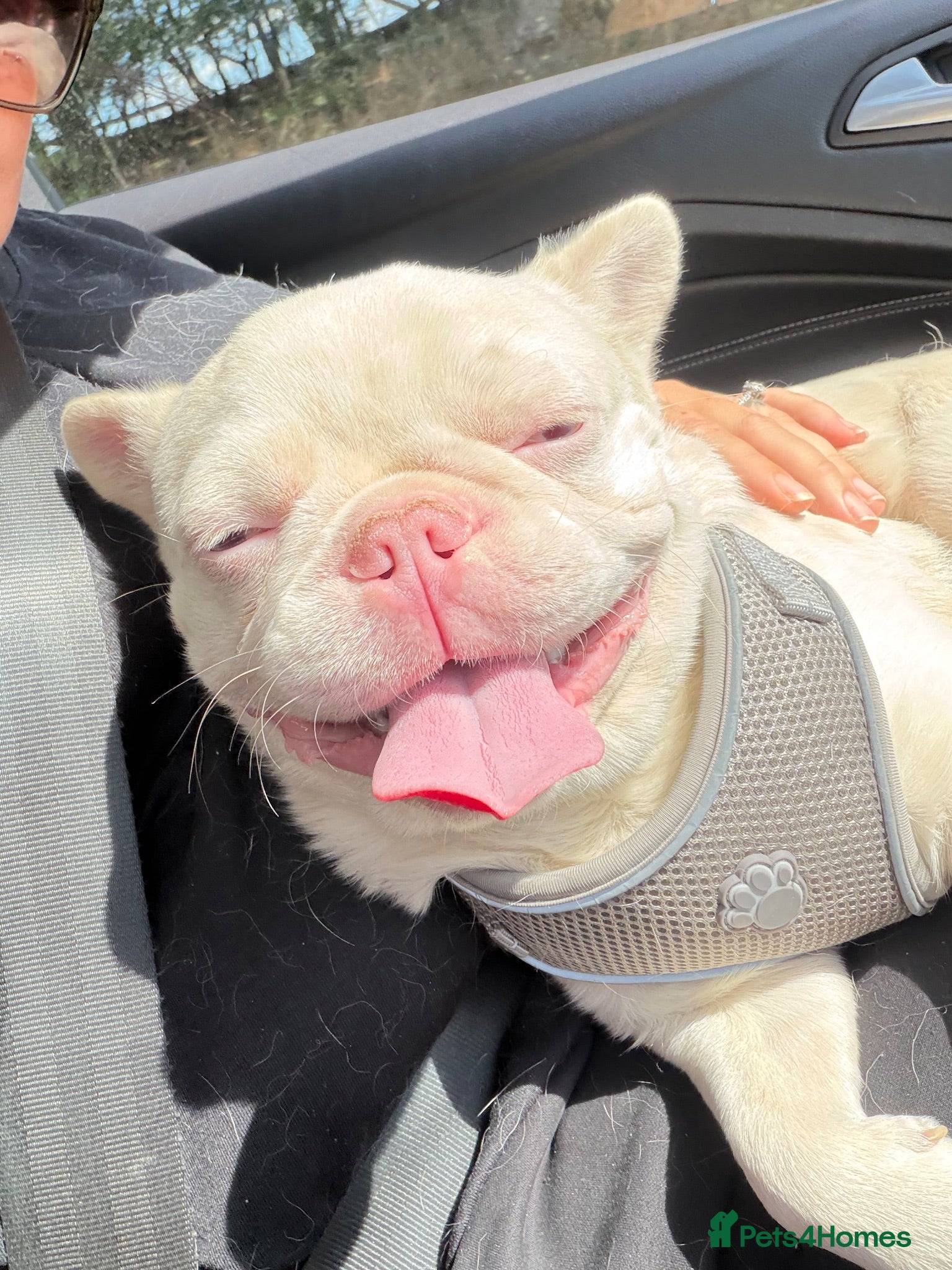 French Bulldog dogs Beautiful albino male  - Advert 16