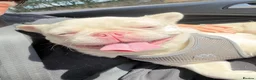 French Bulldog dogs for sale: Beautiful albino male  - Advert 1