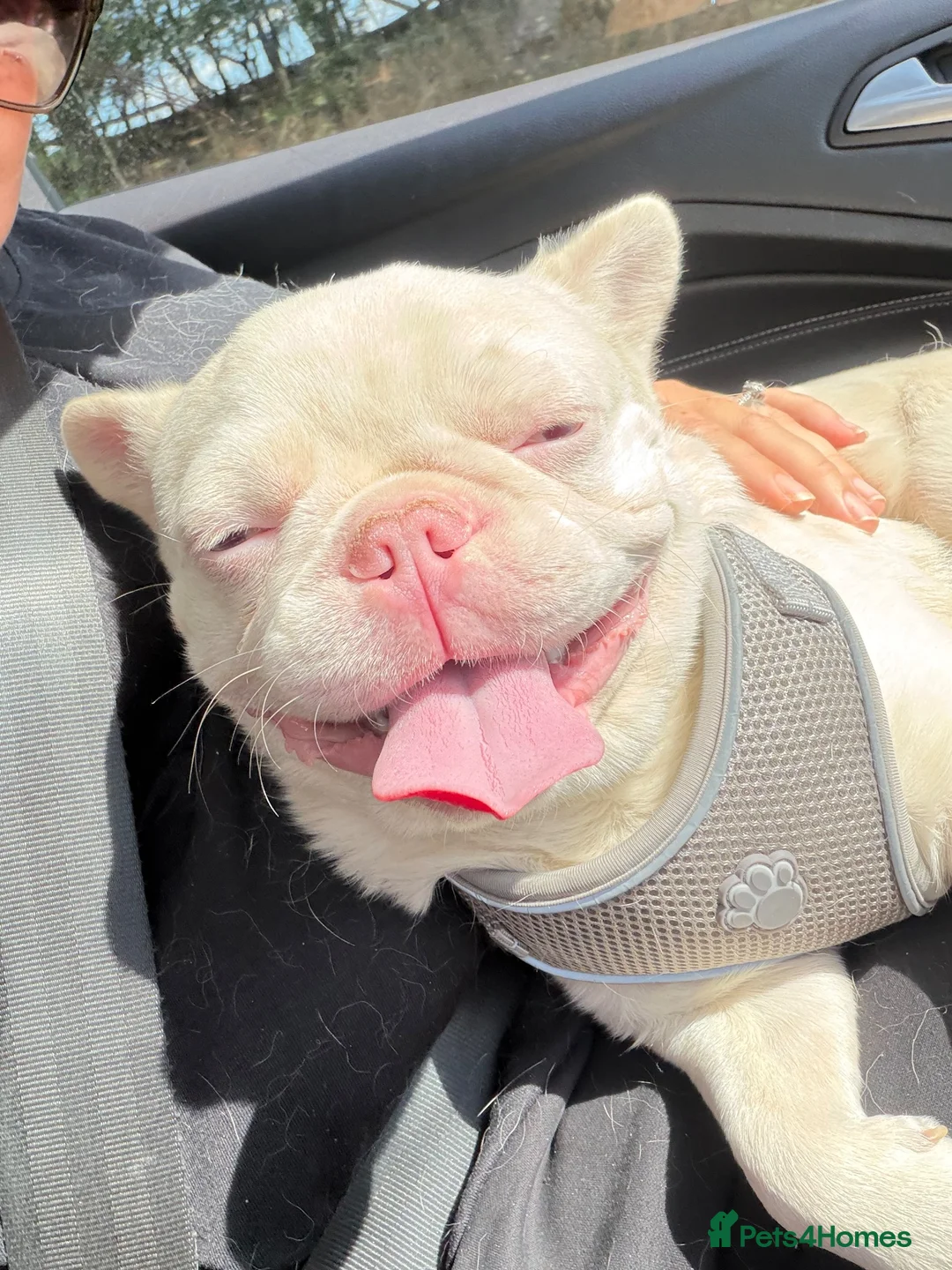 French Bulldog dogs for sale: Beautiful albino male  - Advert 1