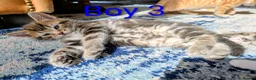Mixed Breed cats for sale: Gorgeous Tabby Kittens for sale Ready June 17 - Advert 23