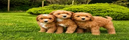 Cavapoo dogs for sale: 🐾 Adorable Puppies- for Their Forever Homes! 🐾 - Advert 1