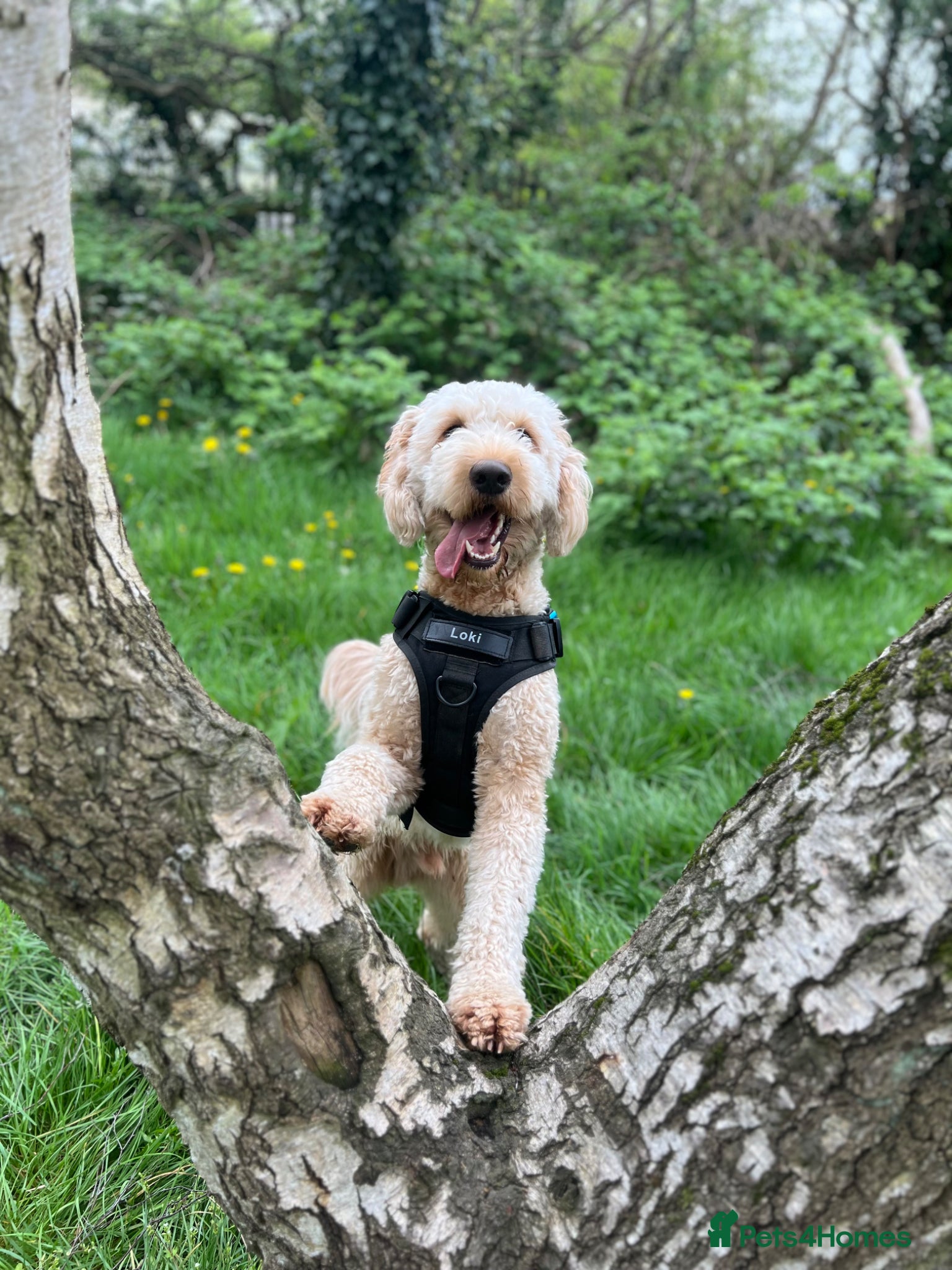 Goldendoodle dogs StandardGoldendoodle Stud–Intelligent,Non-Shedding - Advert 2