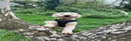 Goldendoodle dogs for stud: StandardGoldendoodle Stud–Intelligent,Non-Shedding in Loughborough - Advert 1