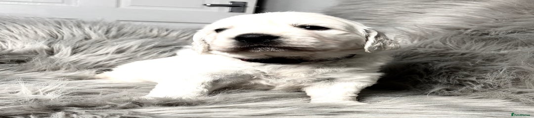 Golden Retriever Puppy 4