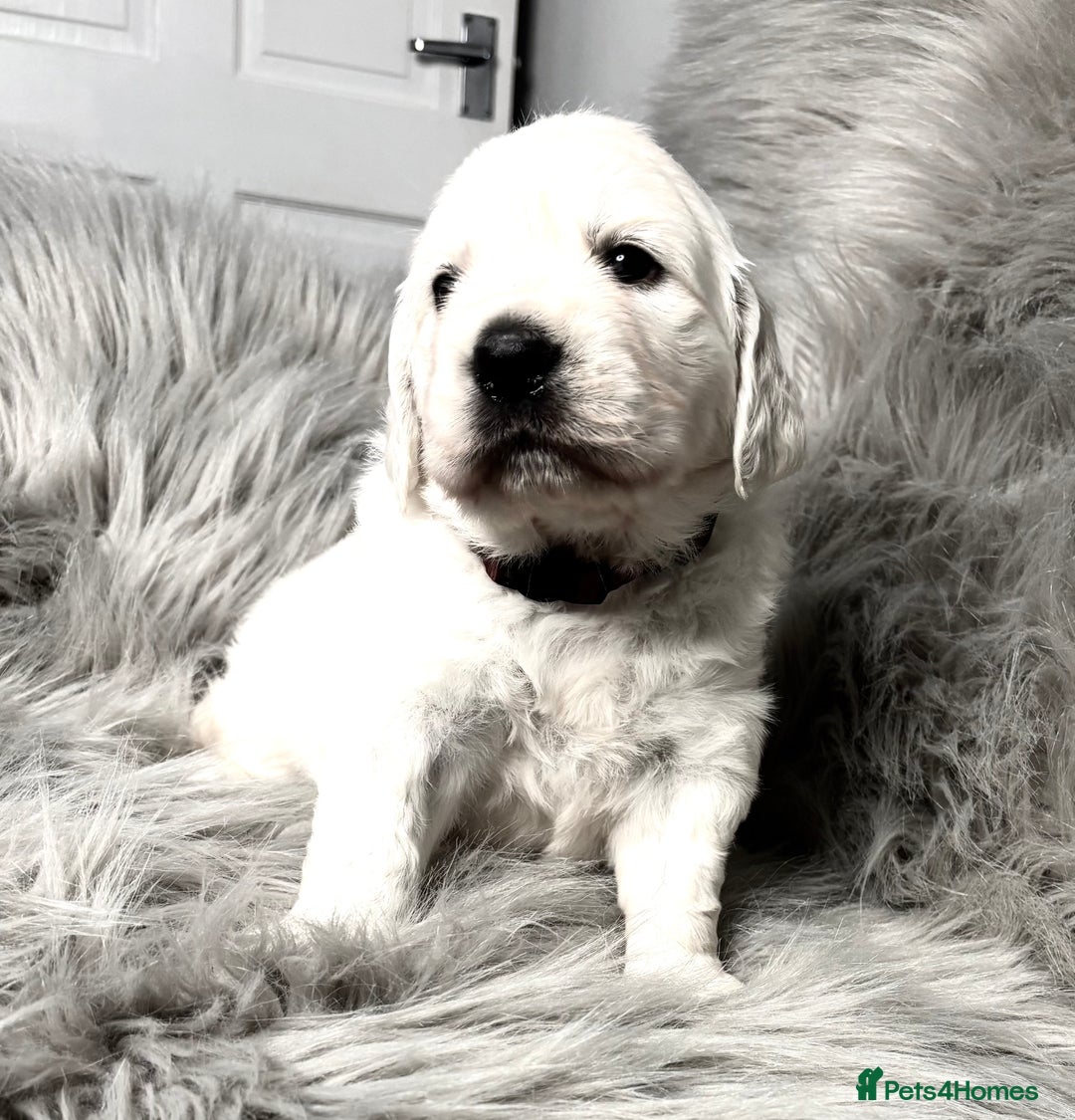 Golden Retriever dogs for sale: Gorgeous KC Reg Golden Retriever Puupies - Image 6