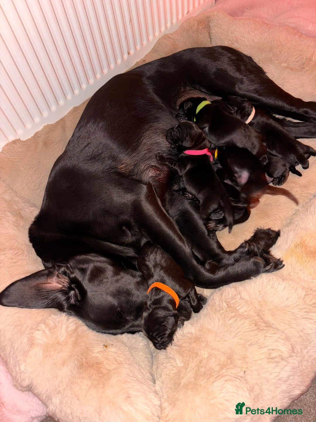 Labrador Retriever dogs for sale: Beautiful KC Labs / DRAKESHEAD - 1 BOY LEFT! - Advert 34