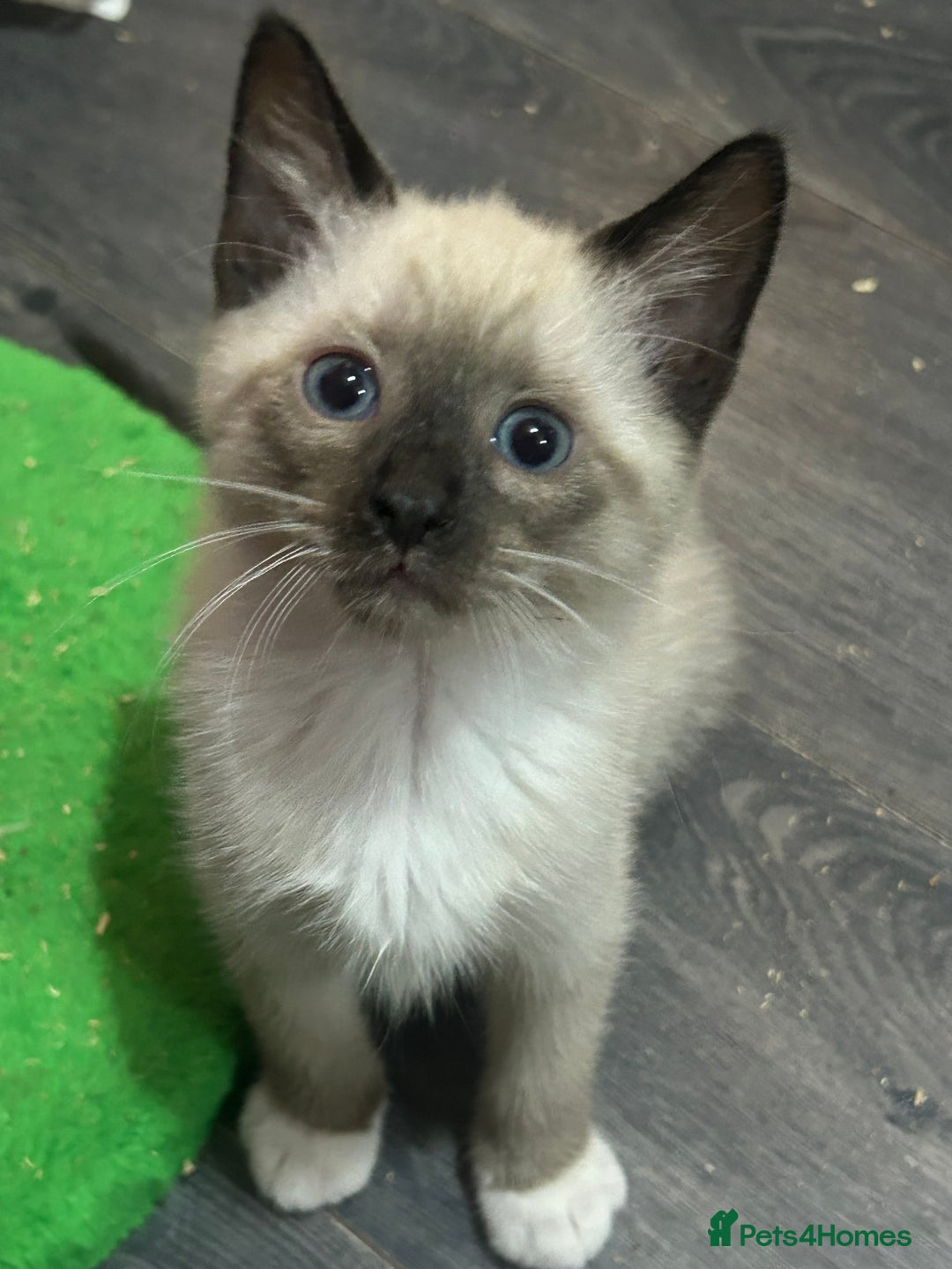 Snowshoe cats for sale: Three stunning snowshoe kittens  - Advert 13