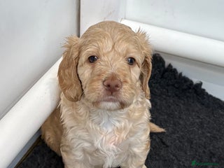 Clumber Spaniel dogs Clumber x puppies ready to leave 23/12/25 - Advert 18