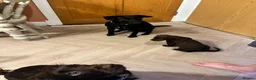 Mixed Breed dogs for sale: 5 beautiful lively pups. - Advert 14