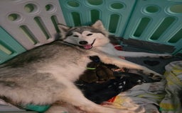 Siberian Husky dogs for sale: Wooly Siberian huskys - Image 1