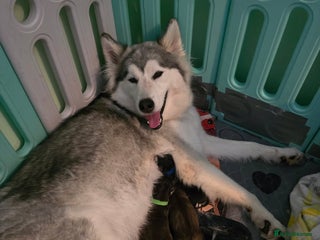 Siberian Husky dogs for sale - Advert 1