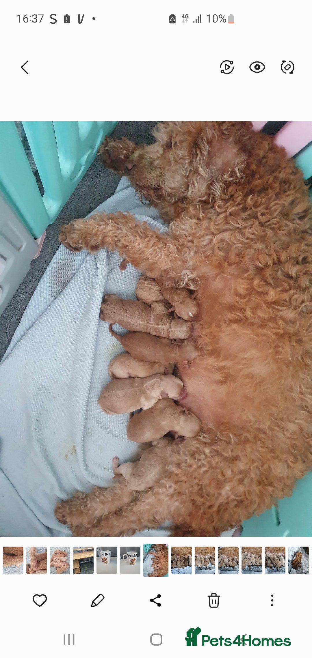 Labradoodle dogs for sale: labradoodle - Image 7