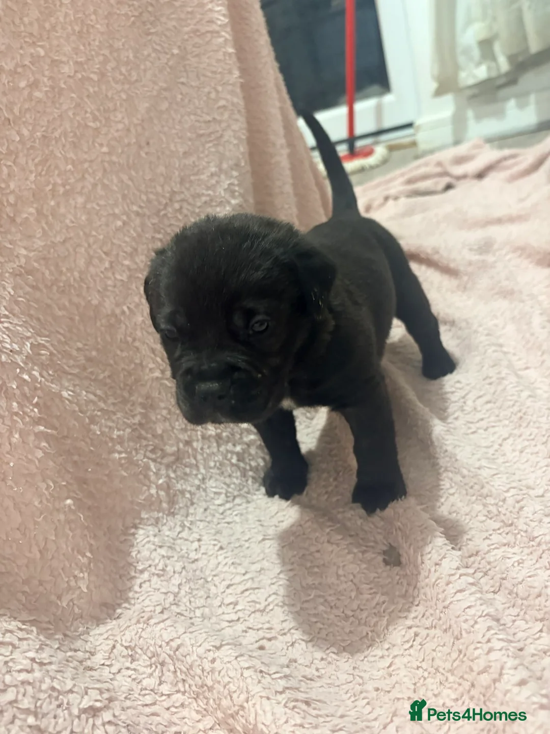 Cane Corso dogs for sale: 🏆 CHAMPION CANE CORSO PUPS 🏆/KC REGISTERED MERLE - Advert 5