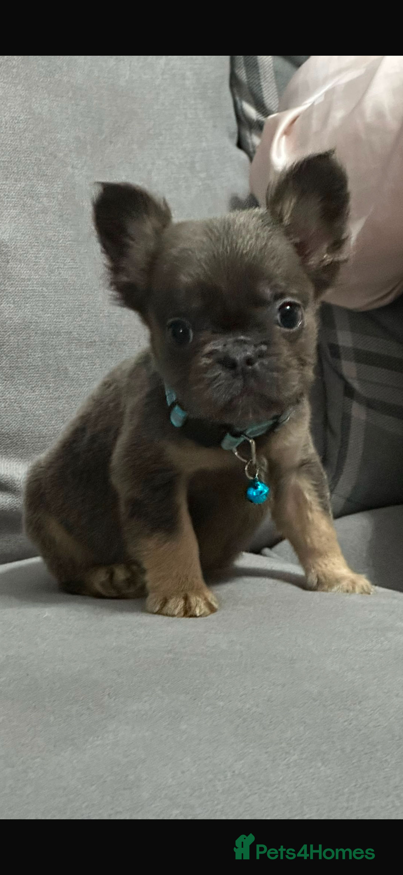 French Bulldog dogs Beautiful fluffy French bulldog pups - Advert 2