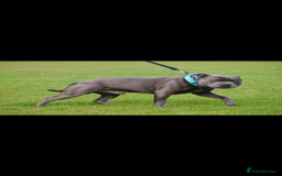 Staffordshire Bull Terrier dogs for sale: STUNNING litter of blue staffy pups - Image 9