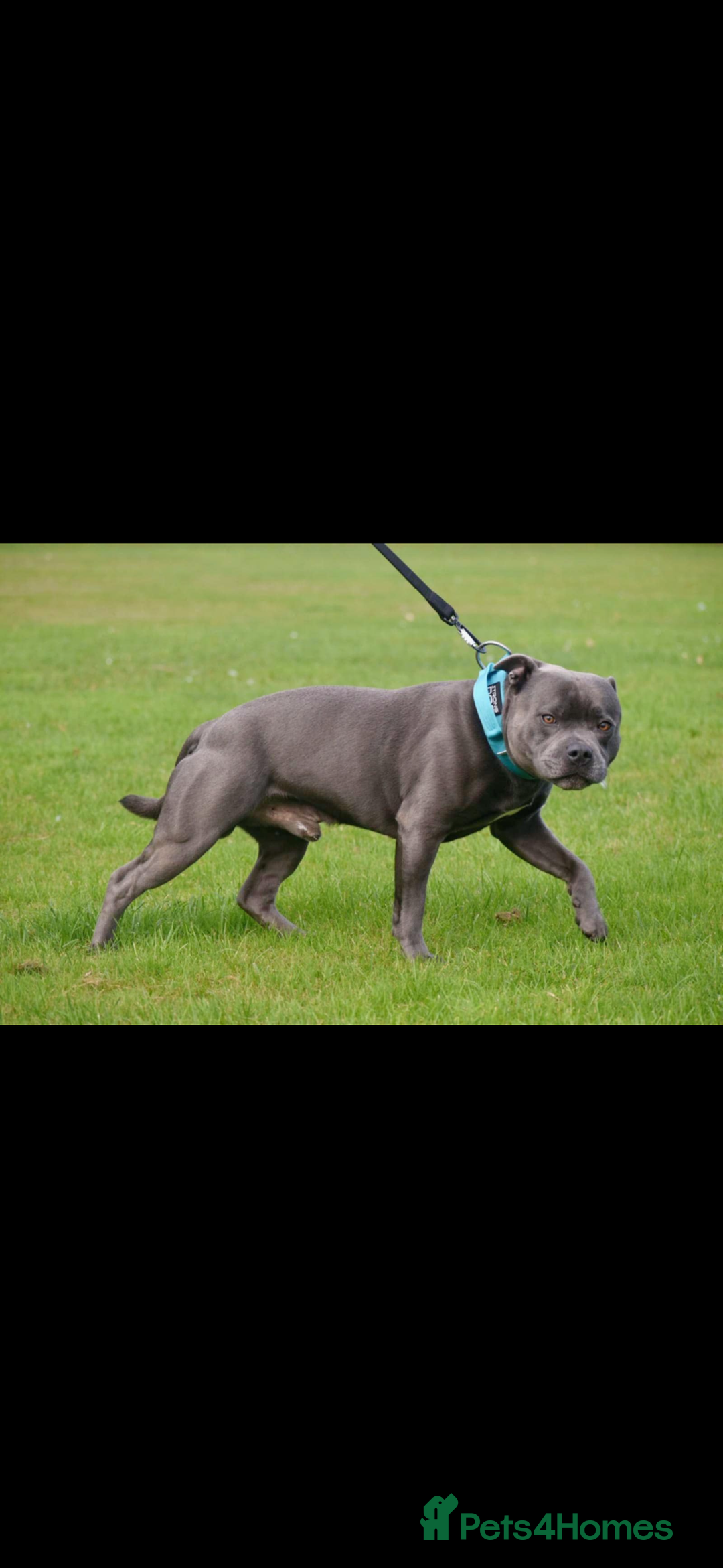 Staffordshire Bull Terrier dogs for sale: STUNNING litter of blue staffy pups - Image 9