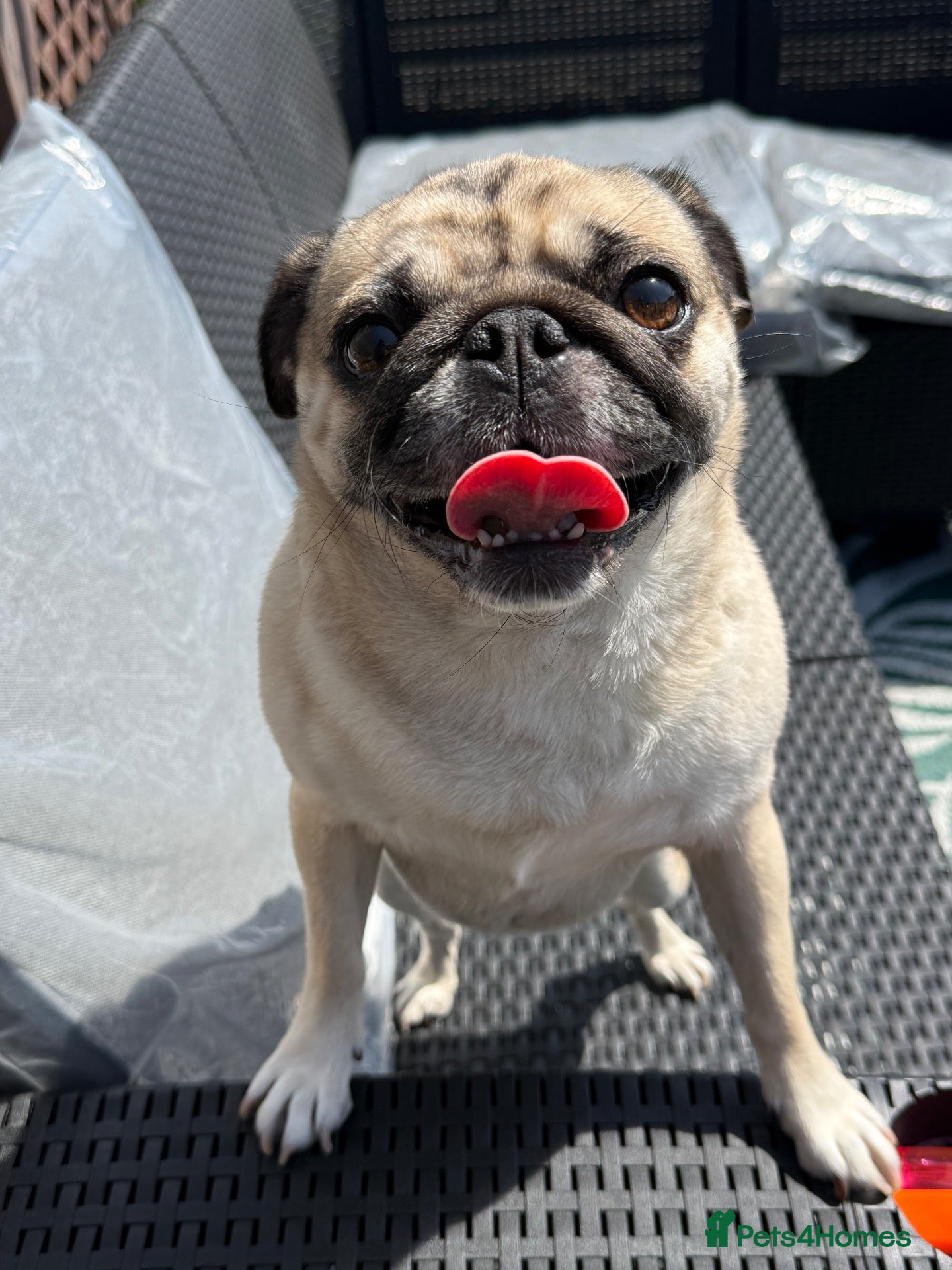 Pug dogs Winnie 🌻  - Advert 1