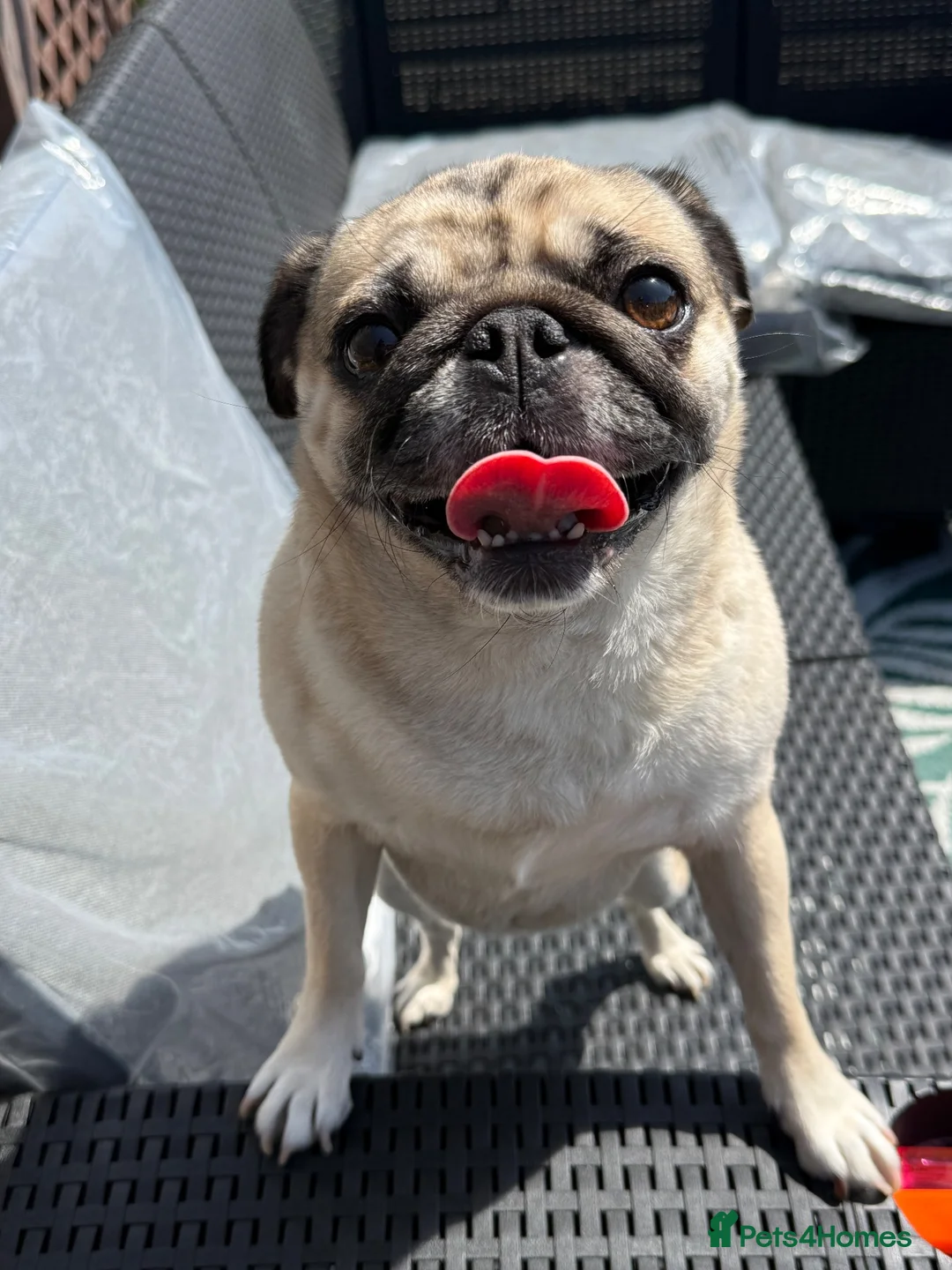 Pug dogs for sale: Winnie 🌻  in Ellesmere Port - Advert 1