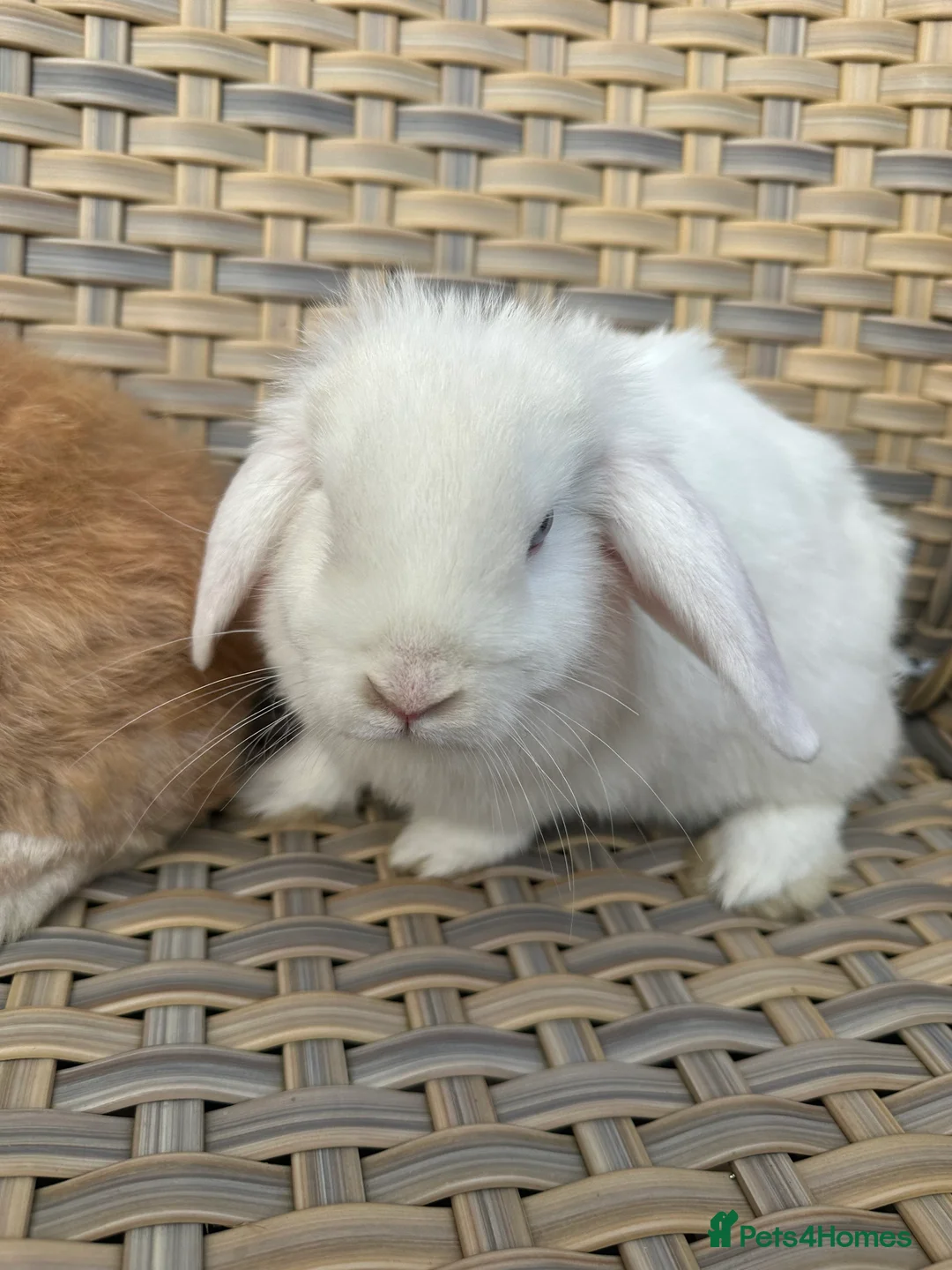 Mini Lop rabbits for sale: 1 left now . mini lop baby rabbits. - Advert 5