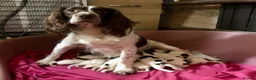 English Springer Spaniel dogs for sale: Springer Spaniel pups for sale  - Advert 4