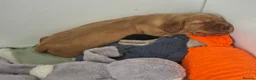 Mixed Breed dogs for sale: Cockalier puppies for sale DEPOSIT SECURES - Advert 8