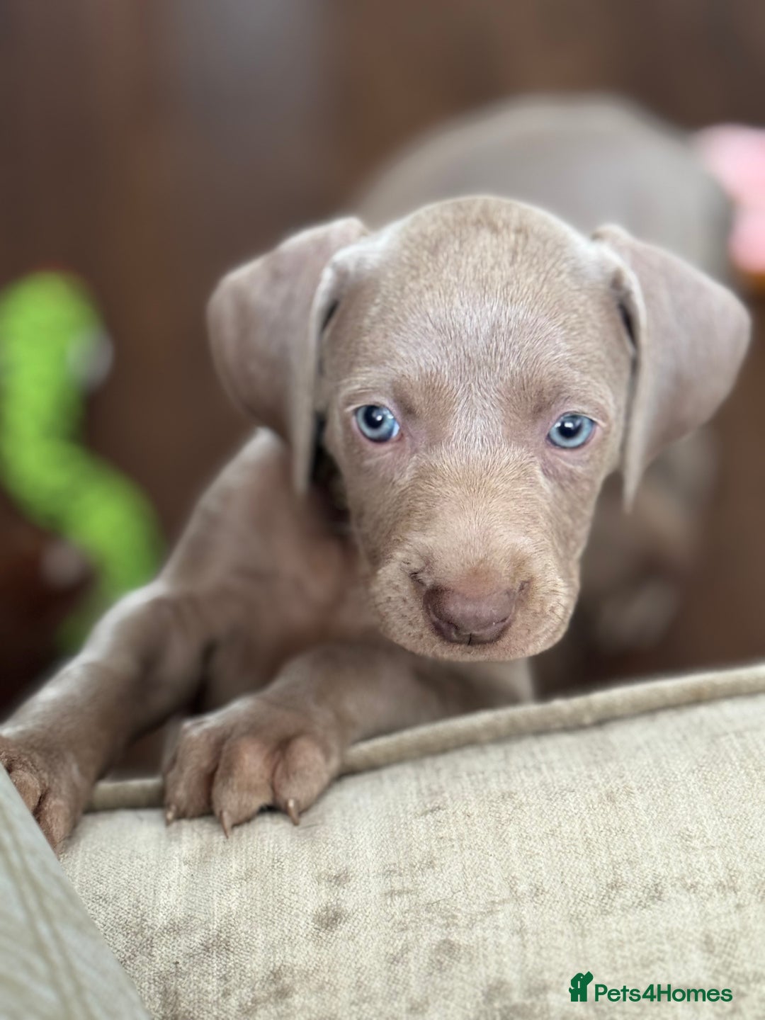Weimaraner dogs for sale:  Ready next week✨1 Boy & last few Girls Available✨ - Image 26
