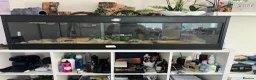 Python Snake reptiles for sale: Royal python for sale  in Usk - Advert 2