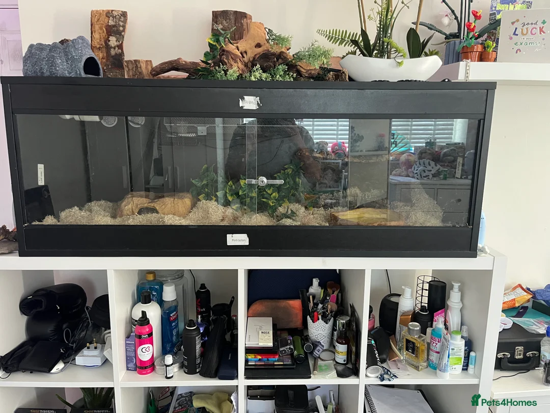 Python Snake reptiles for sale: Royal python for sale  in Usk - Advert 2