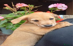 Jack Russell dogs for sale: Adorable Jack Russel Puppies  - Image 9