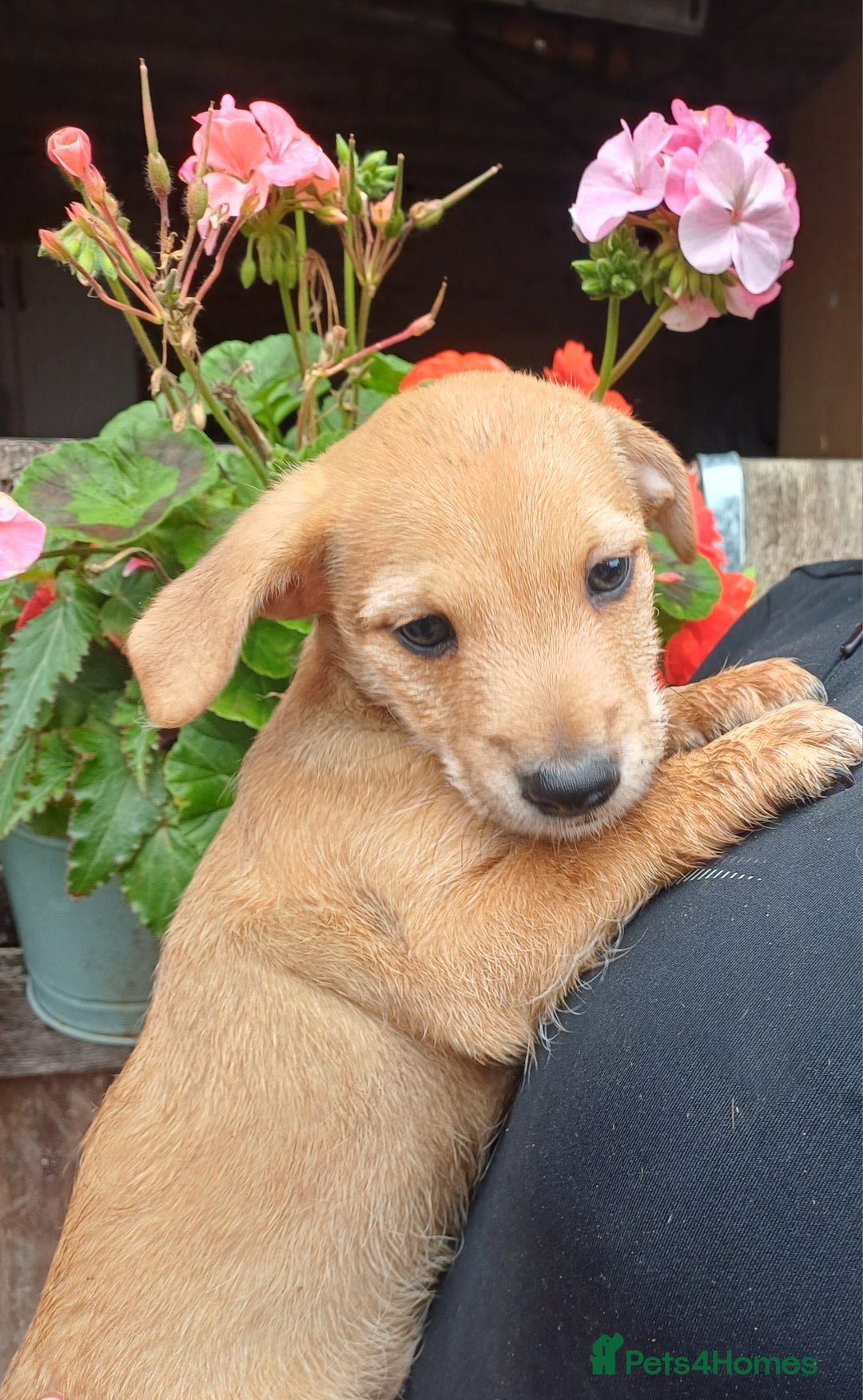 Jack Russell dogs for sale: Adorable Jack Russel Puppies  - Image 9