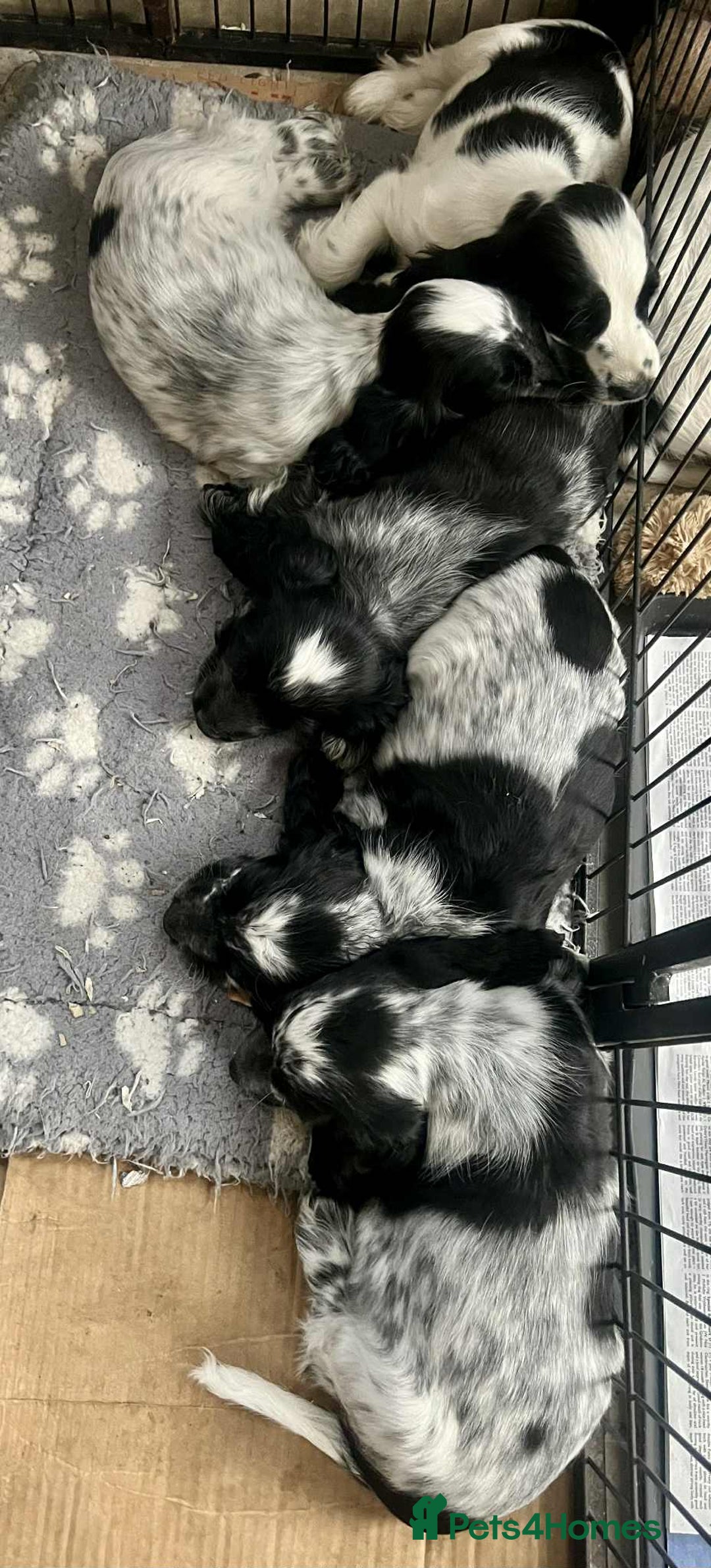 Cocker Spaniel dogs for sale: Pedigree KC show Cockers ready now  - Image 1