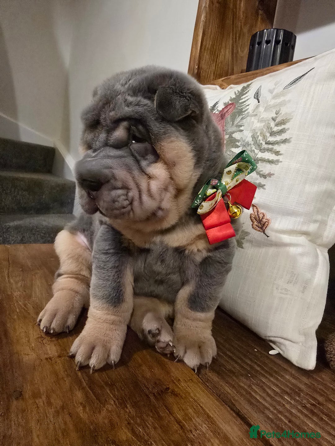 Shar Pei dogs for sale: Beautiful litter of Shar Pei puppies!  - Advert 30