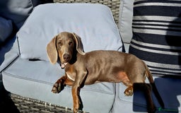 Miniature Dachshund dogs for sale: Miniature daschund  - Image 3