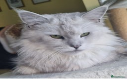 Maine Coon cats for sale: Very sweet big silver shaded girl NEUTERED  - Image 1