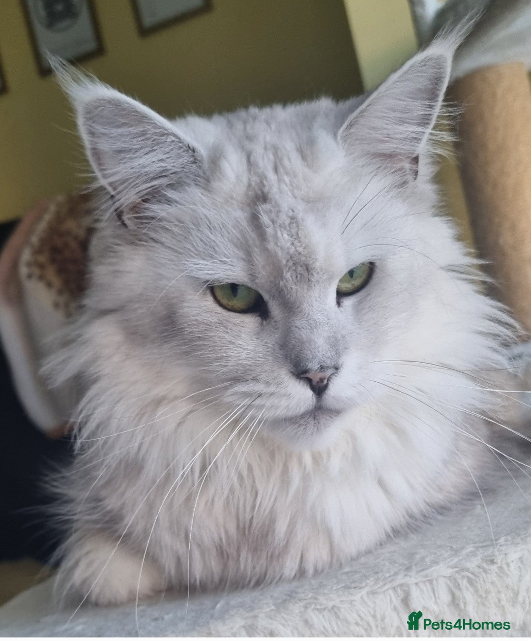 Maine Coon cats for sale: Very sweet big silver shaded girl NEUTERED  - Image 1