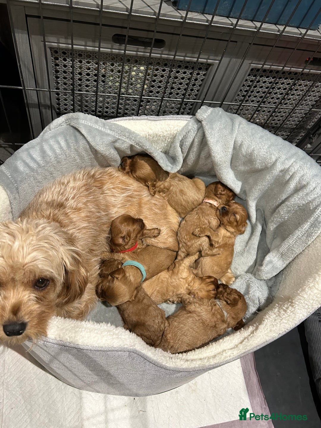Cavapoo dogs for sale: Cavapoo puppies - Advert 2