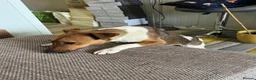 Fox Terrier dogs for adoption: Sweet William needs LOVE - Advert 7