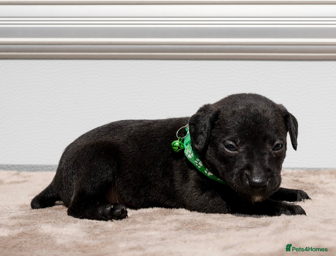 Patterdale Terrier dogs for sale: Strong and sturdy patterdale puppies  - Image 3