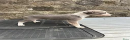 Lurcher dogs for sale: Bedlington whippet lurcher pups - Advert 12