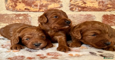 Cockapoo dogs - Advert 12